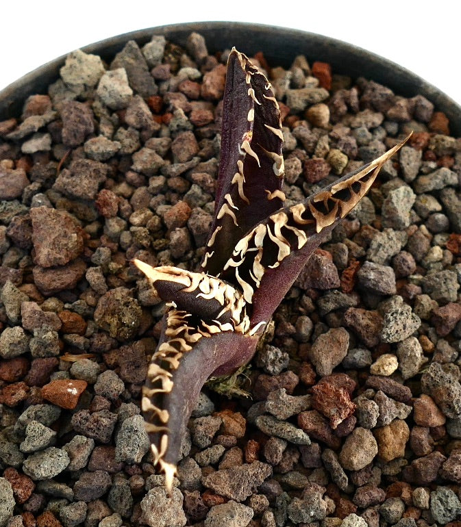 アガベ・タイタノタ cv 'ダーク ナイト' ダークパープルの葉と白いトゲが特徴の希少多肉植物