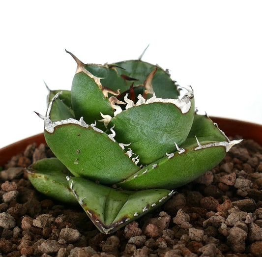 Agave titanota cv "Mori no usagi" 森のウサギ COMPACT