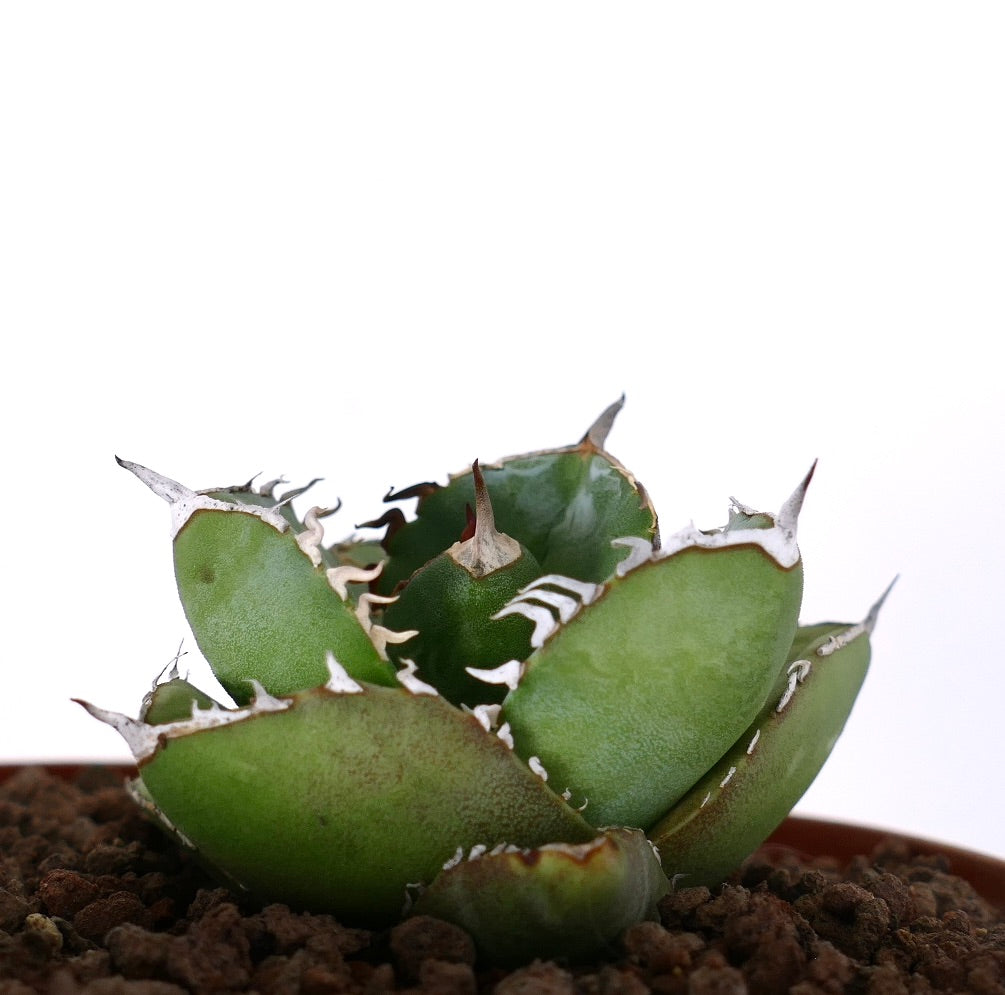 Agave titanota cv "Mori no usagi" 森のウサギ COMPACT