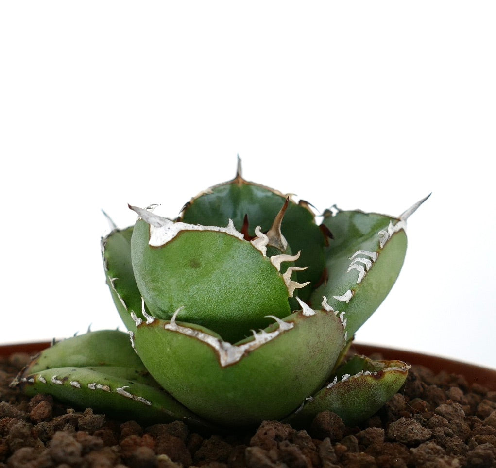 Agave titanota cv "Mori no usagi" 森のウサギ COMPACT