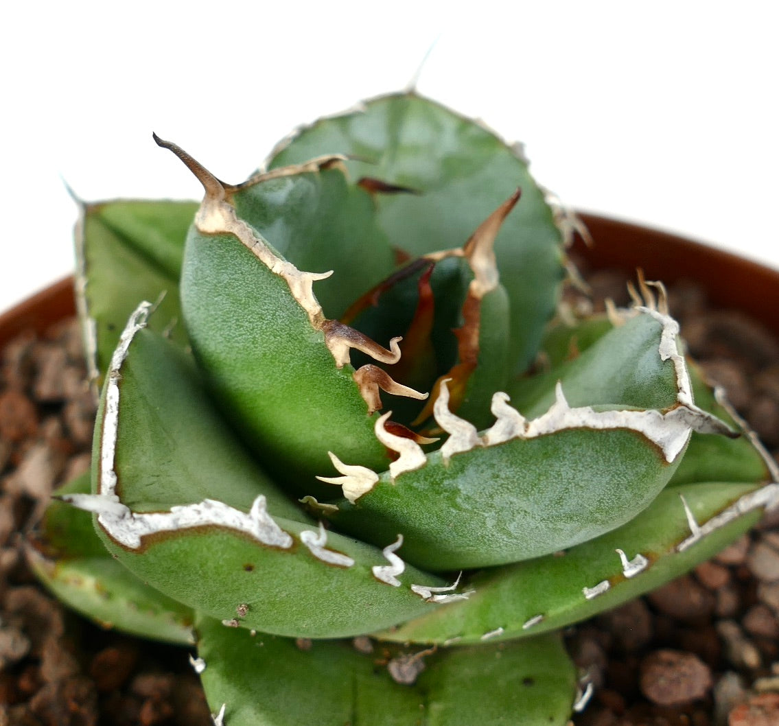 Agave titanota cv "Mori no usagi" 森のウサギ COMPACT