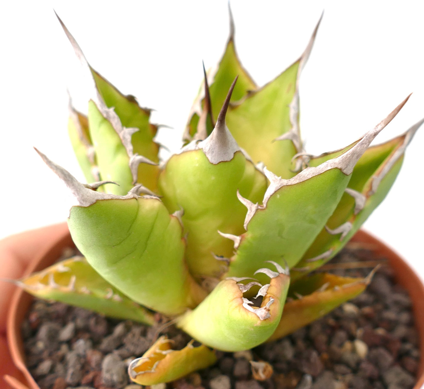 Agave titanota form longispina