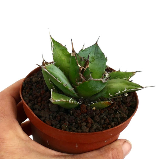 Suculenta Agave titanota con hojas verdes gruesas y espinas marrones afiladas en maceta pequeña