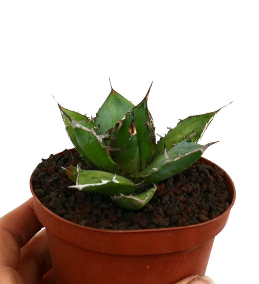 Suculenta Agave titanota con hojas verdes gruesas y espinas marrones afiladas en una maceta
