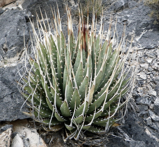 Agave utahensis var. eborispina SEEDS