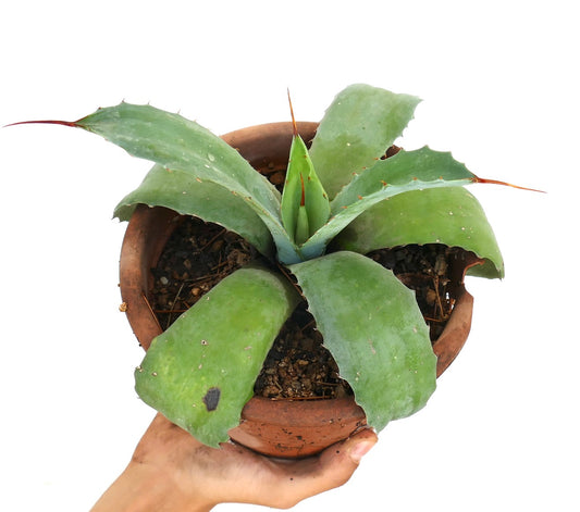 Agave utahensis x Agave weberi híbrido suculento con anchas hojas azul-verdosas y espinas afiladas