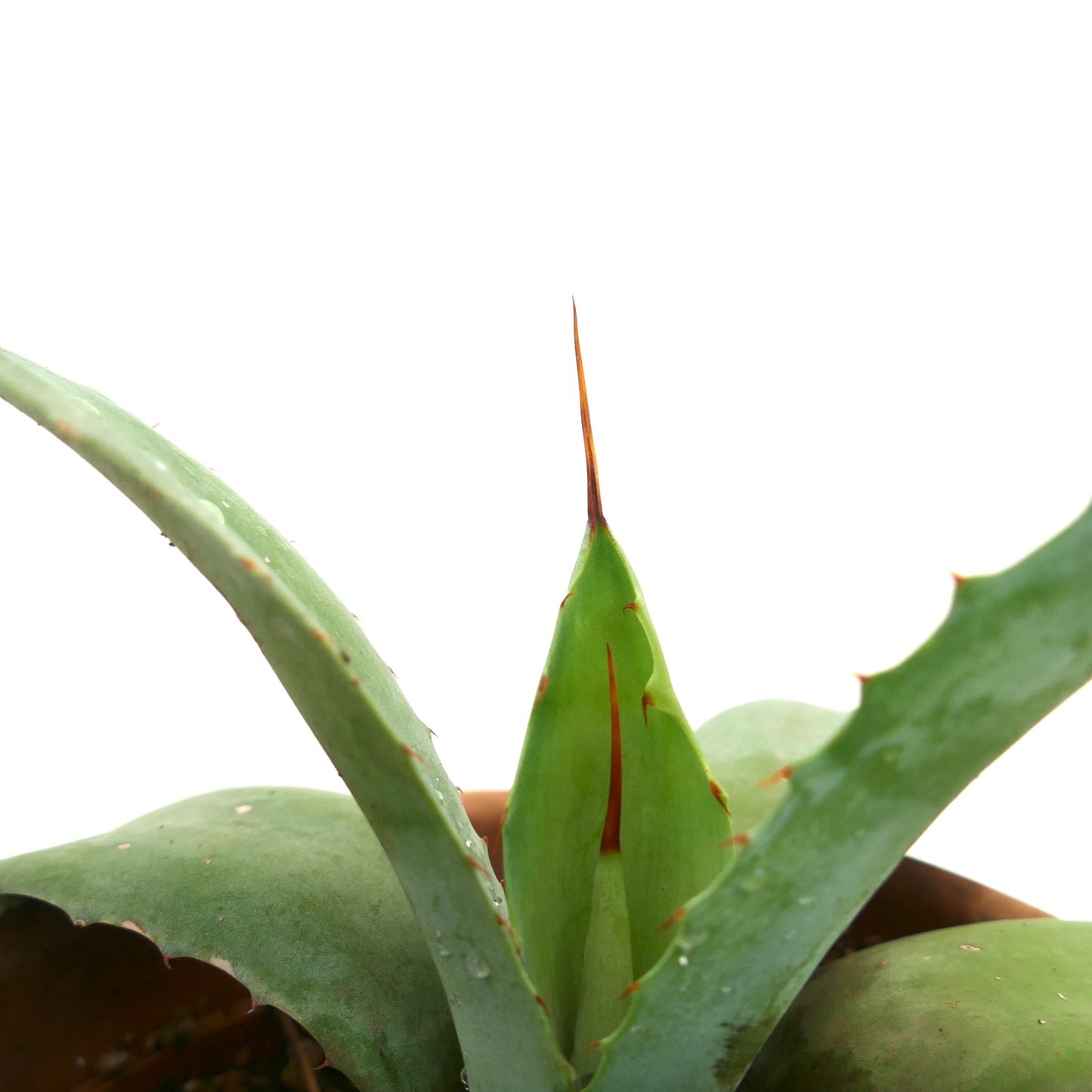 Agave utahensis x Agave weberi succulent hybrid with broad blue-green leaves and sharp spines