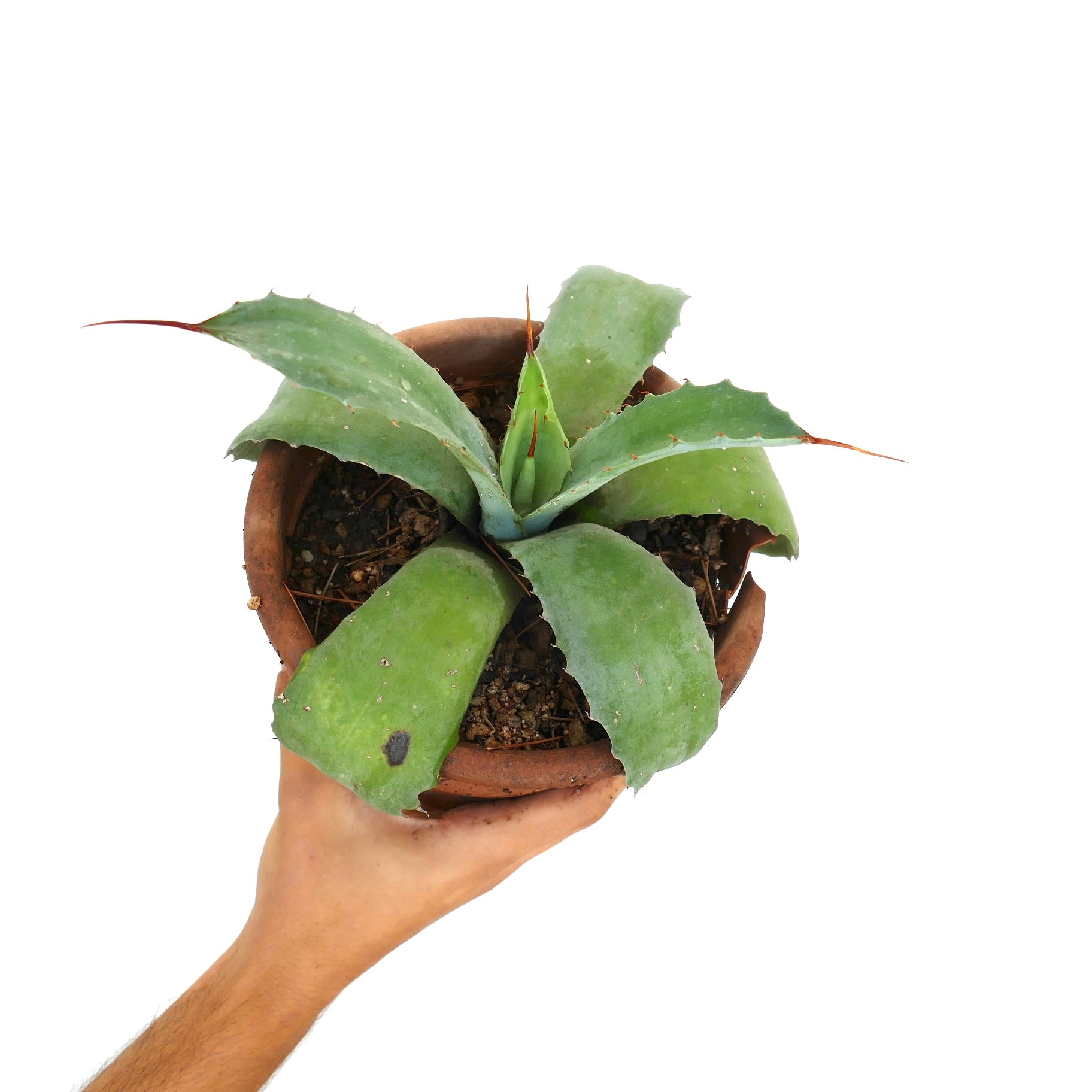 Agave utahensis x Agave weberi hybrid succulent with broad green leaves and sharp spines