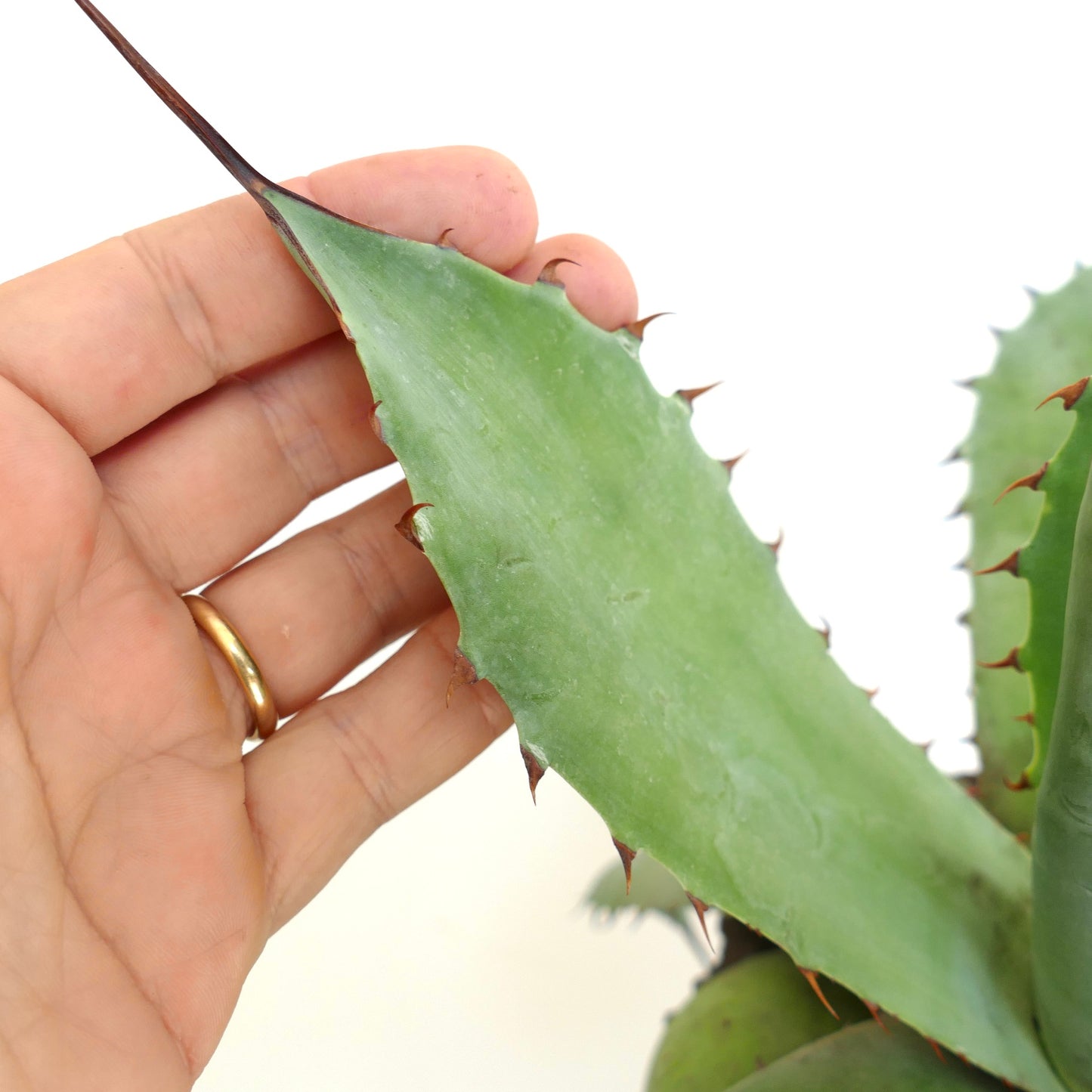 Agave utahensis x bovicornuta succulent with thick green leaves and sharp brown spines