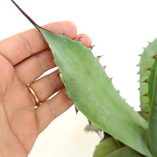 Suculenta Agave utahensis x bovicornuta con hojas verdes gruesas y espinas marrones afiladas