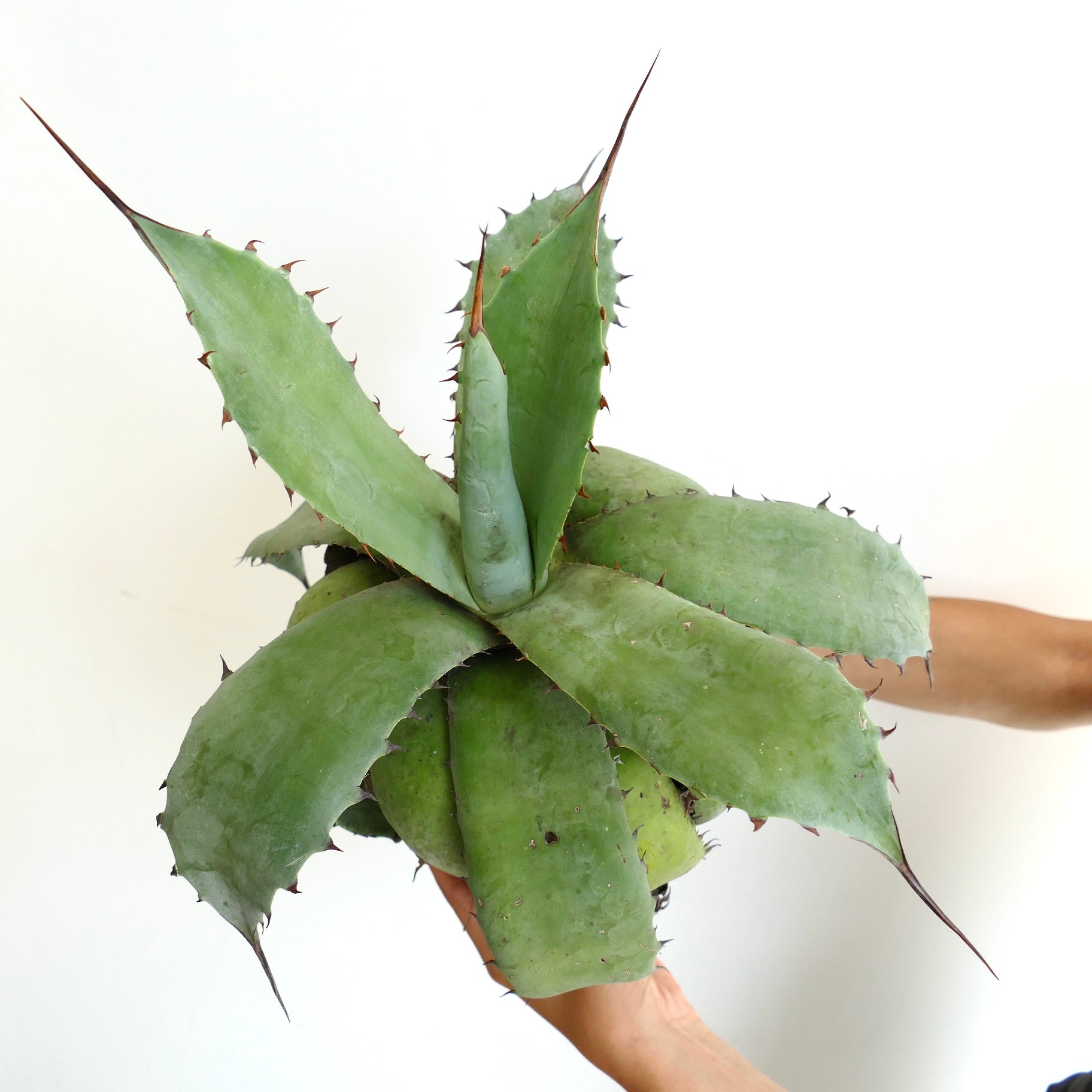Agave utahensis x bovicornuta succulent with broad blue-green leaves and prominent brown spines