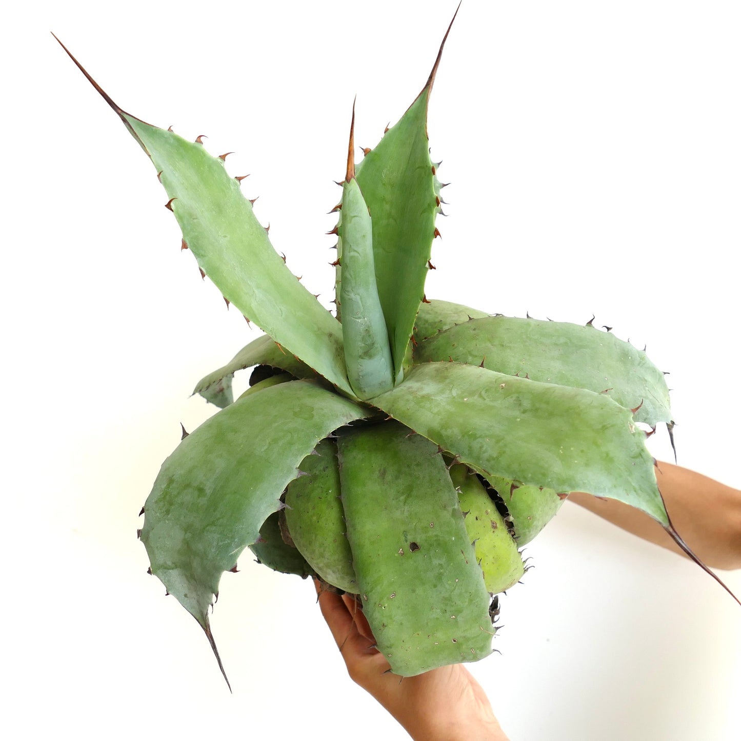Agave utahensis x bovicornuta succulent with thick green leaves and sharp brown spines