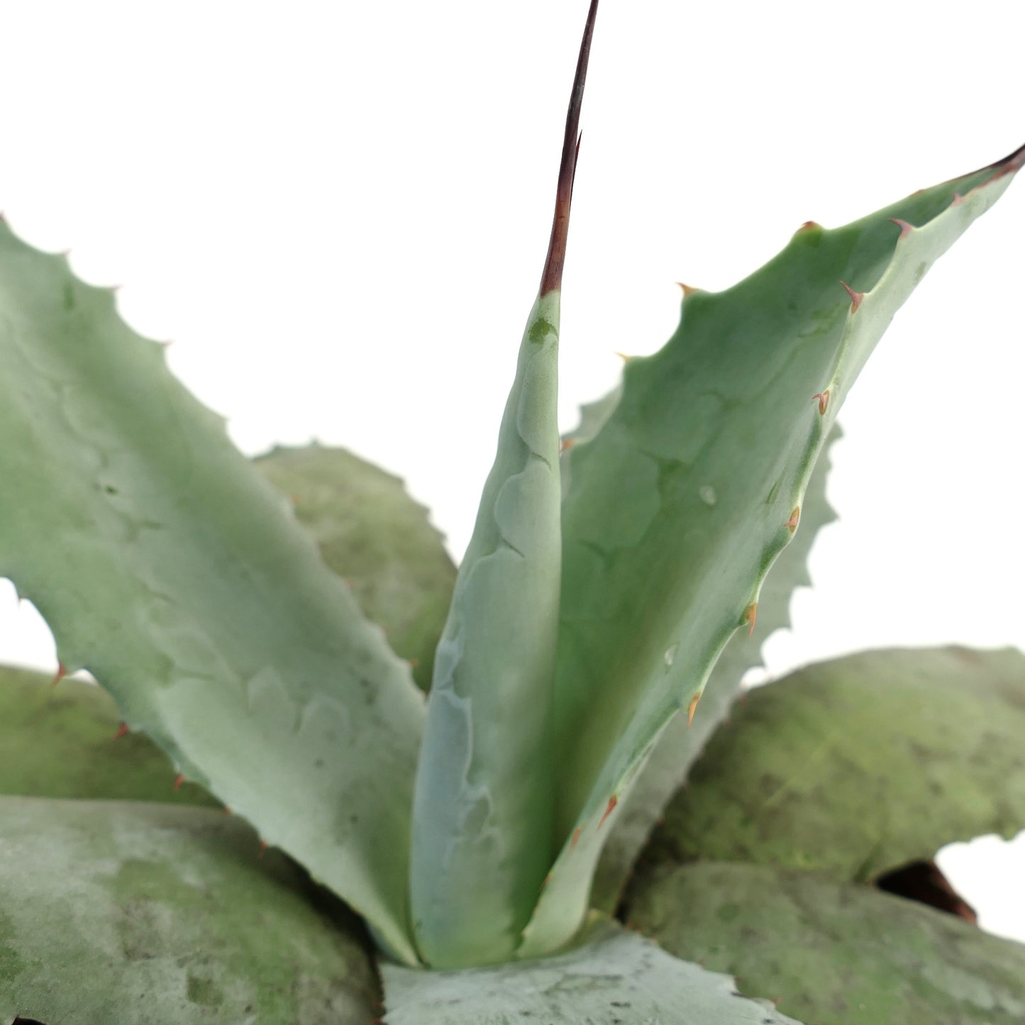 Agave verdensis X Agave ovatifolia X Agave parrasana F3