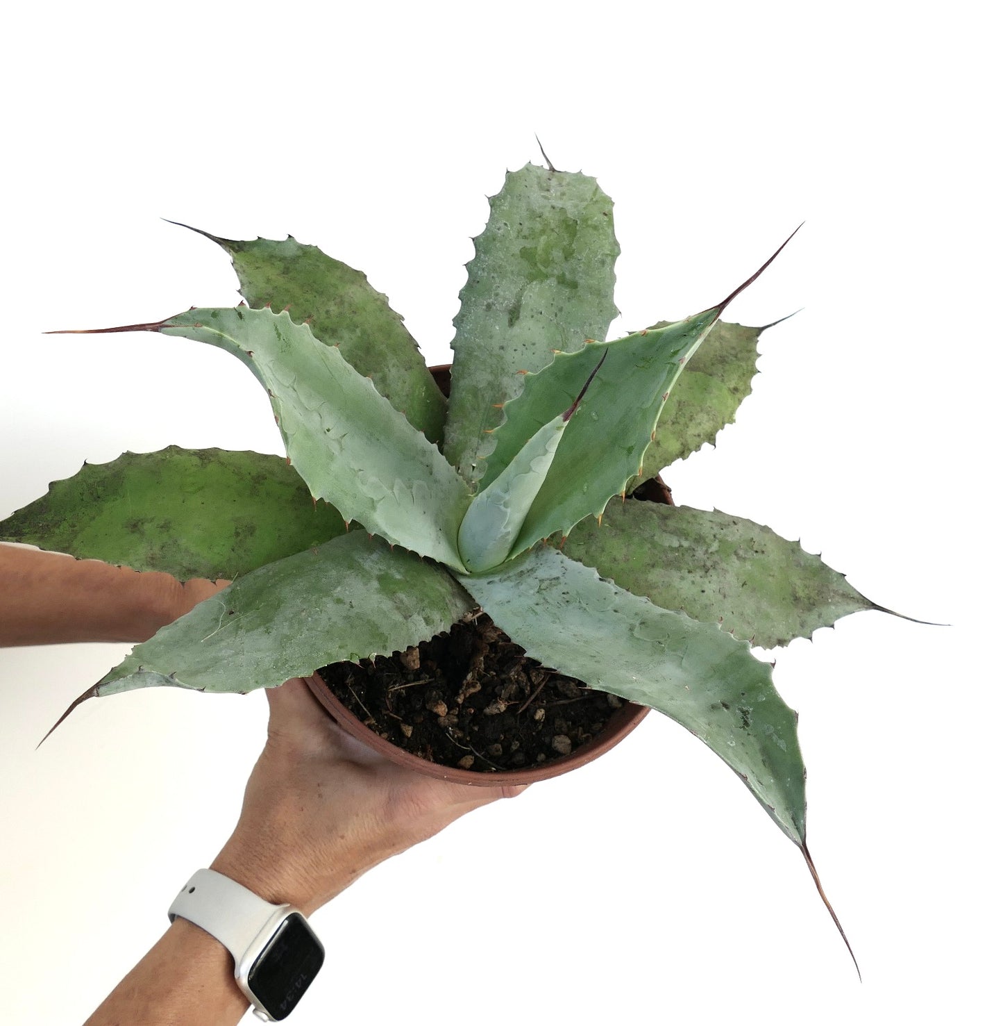 Agave verdensis X Agave ovatifolia X Agave parrasana F3