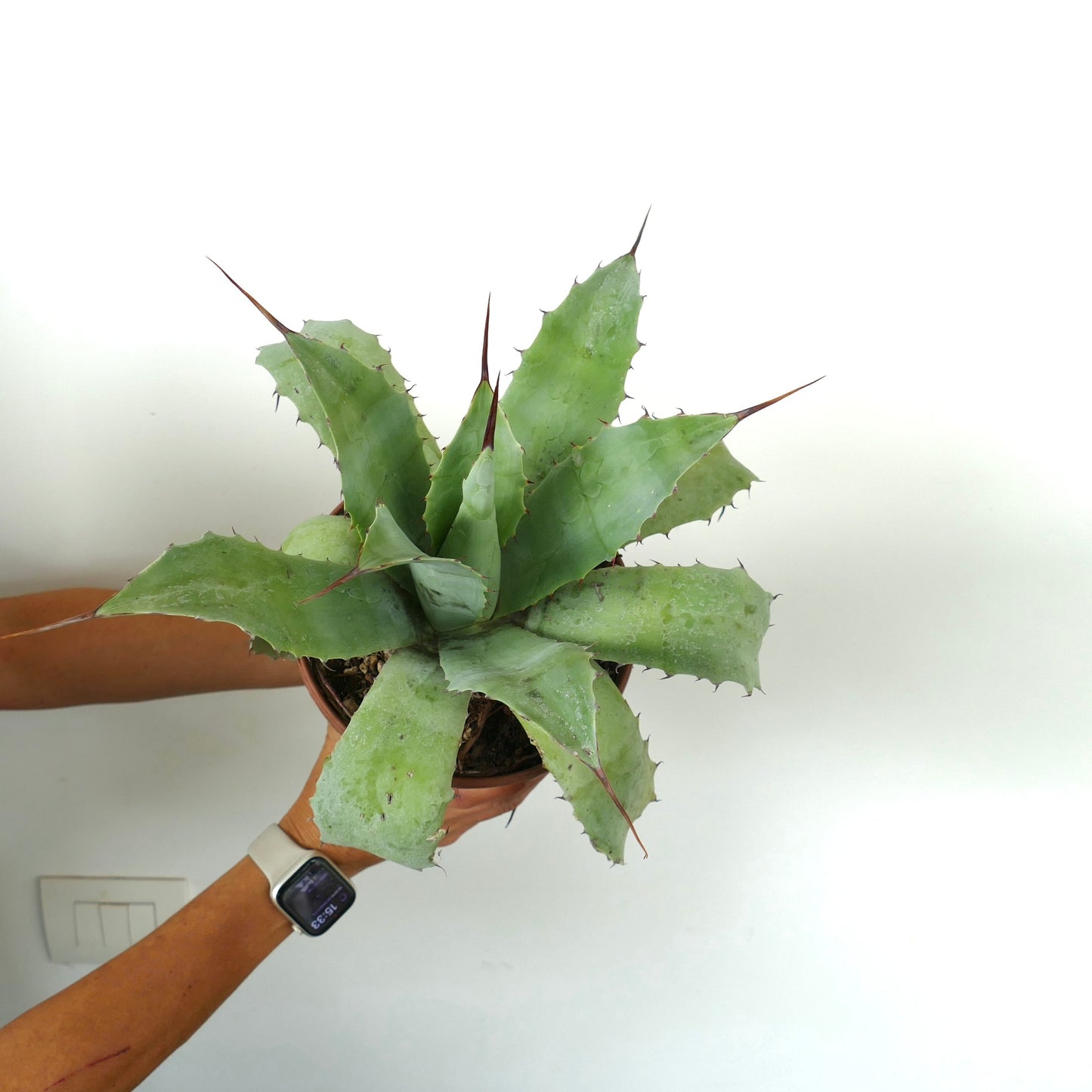 Agave verschaffeltii X ovatifolia succulent plant with thick green leaves and sharp brown spines