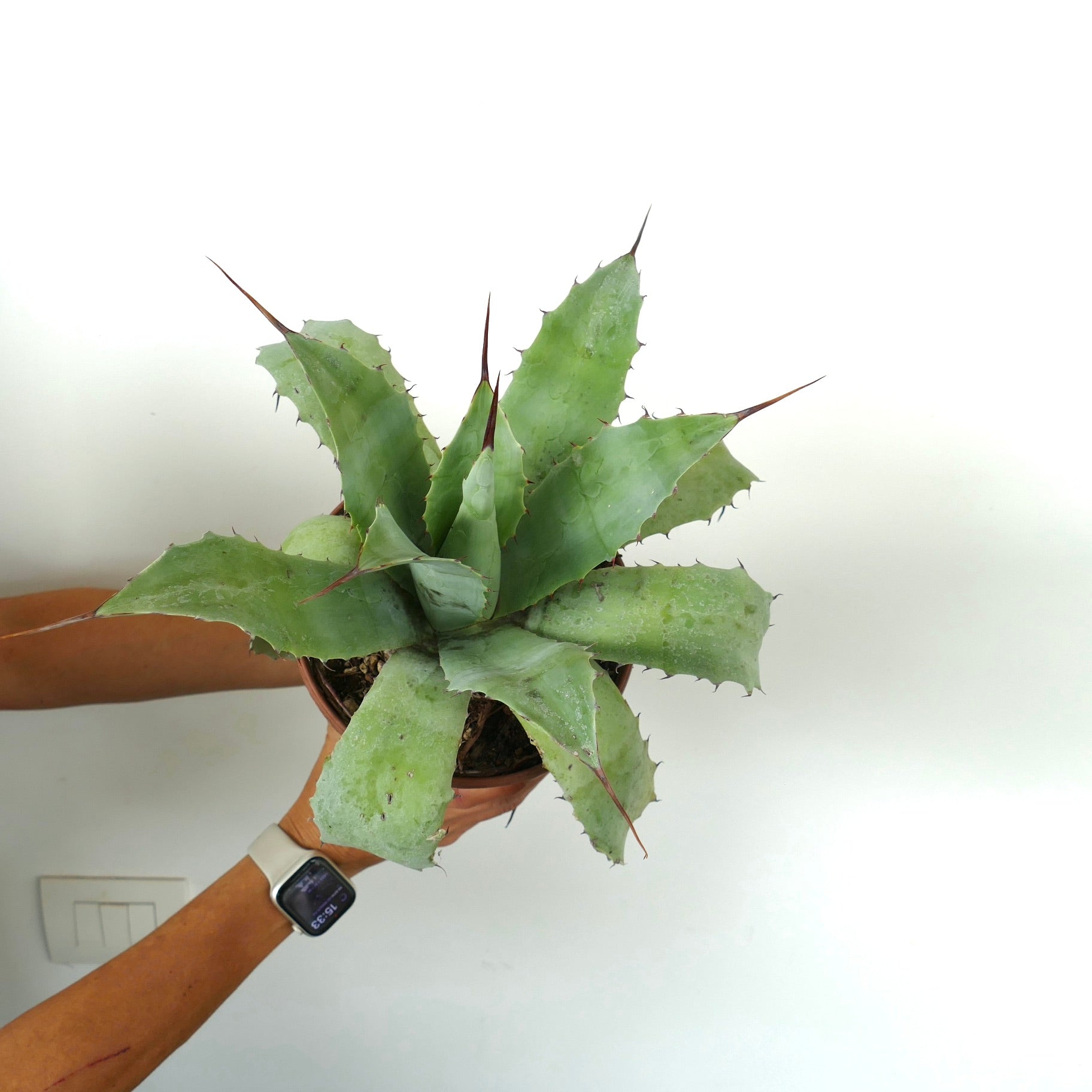 Agave verschaffeltii X ovatifolia succulent plant with thick green leaves and sharp brown spines