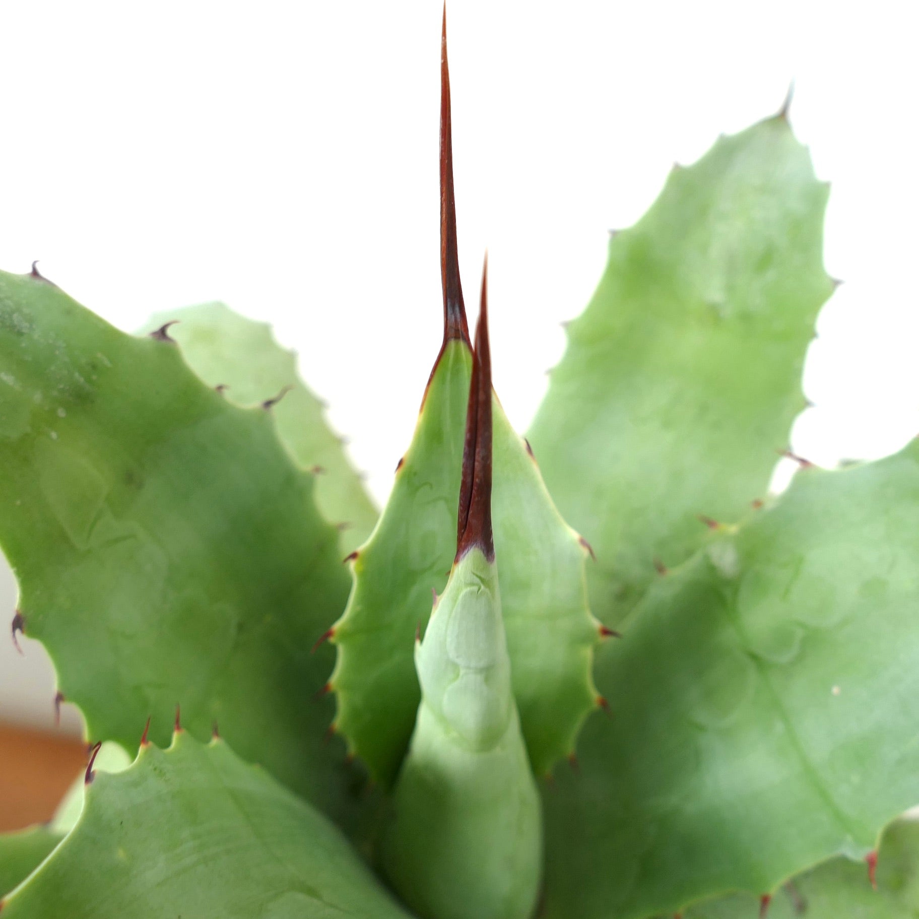 Agave verschaffeltii X ovatifolia succulent with thick green leaves and prominent brown spines