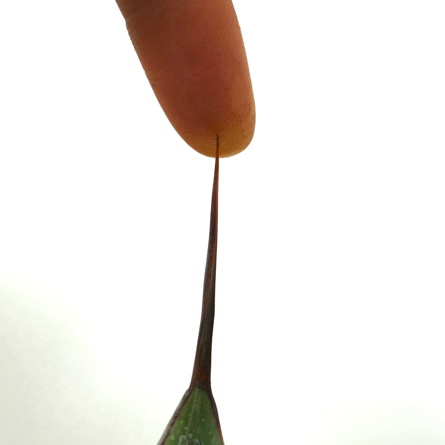 Agave verschaffeltii X ovatifolia sharp brown spine close-up on green succulent leaf