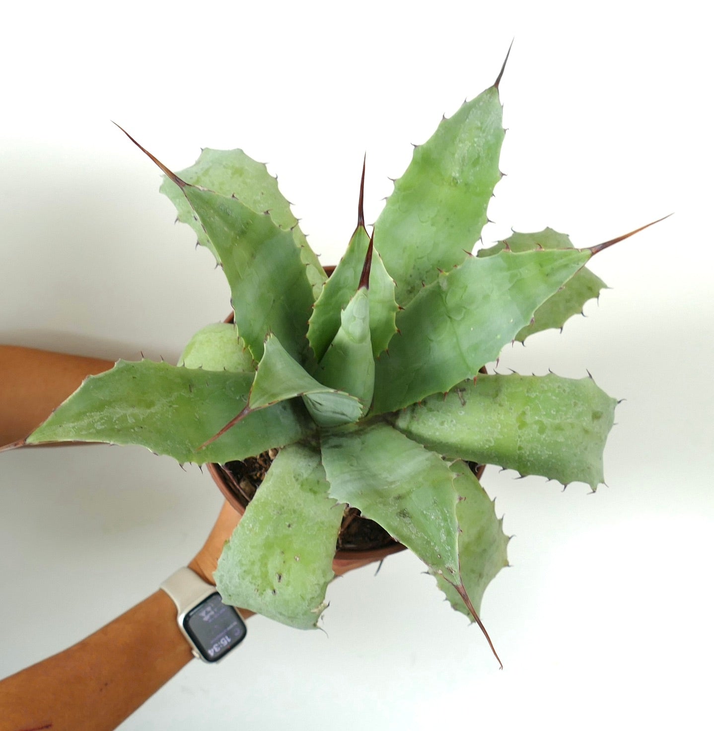 Agave verschaffeltii X ovatifolia succulent with broad green leaves and sharp brown spines