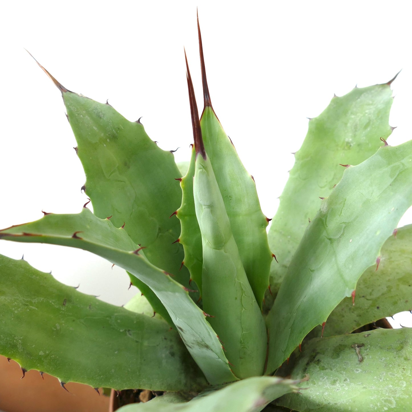 Agave verschaffeltii X ovatifolia succulent with broad green leaves and sharp reddish-brown spines