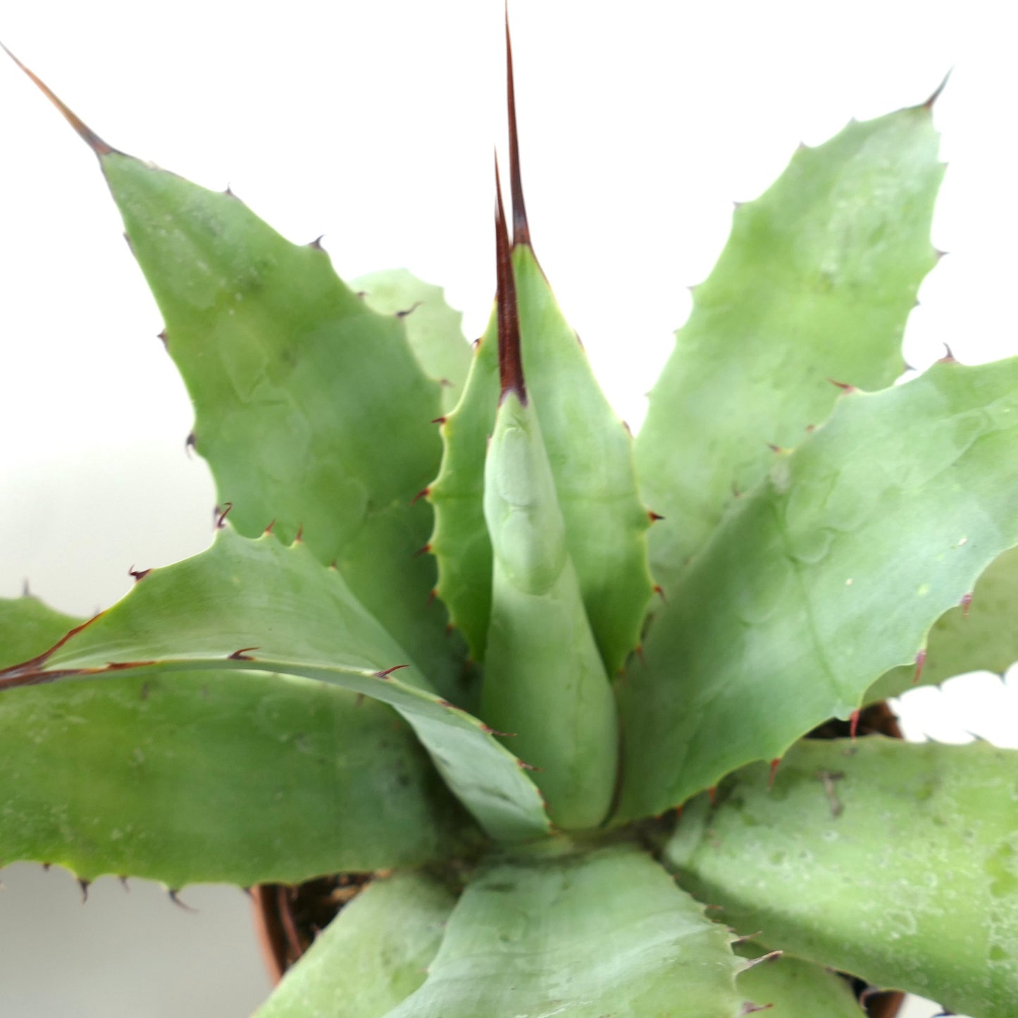 Agave verschaffeltii X ovatifolia succulent with broad green leaves and sharp reddish spines