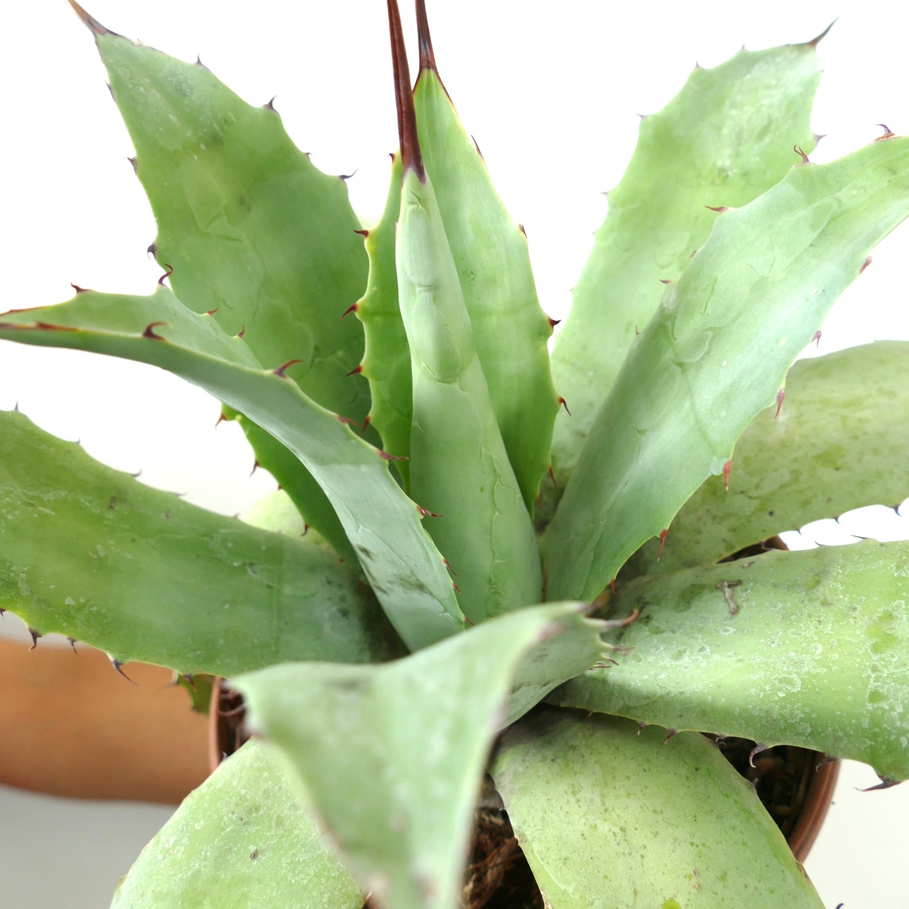 Agave verschaffeltii X ovatifolia succulent with thick green leaves and reddish spines