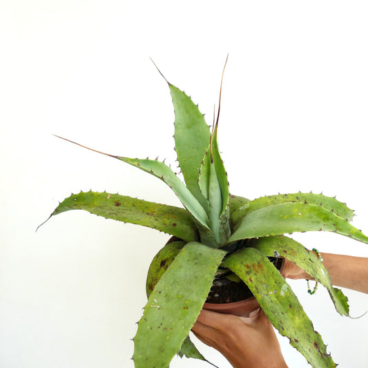 Agave verschaffeltii x utahensis eborispina suculenta con largas espinas y hojas verdes anchas