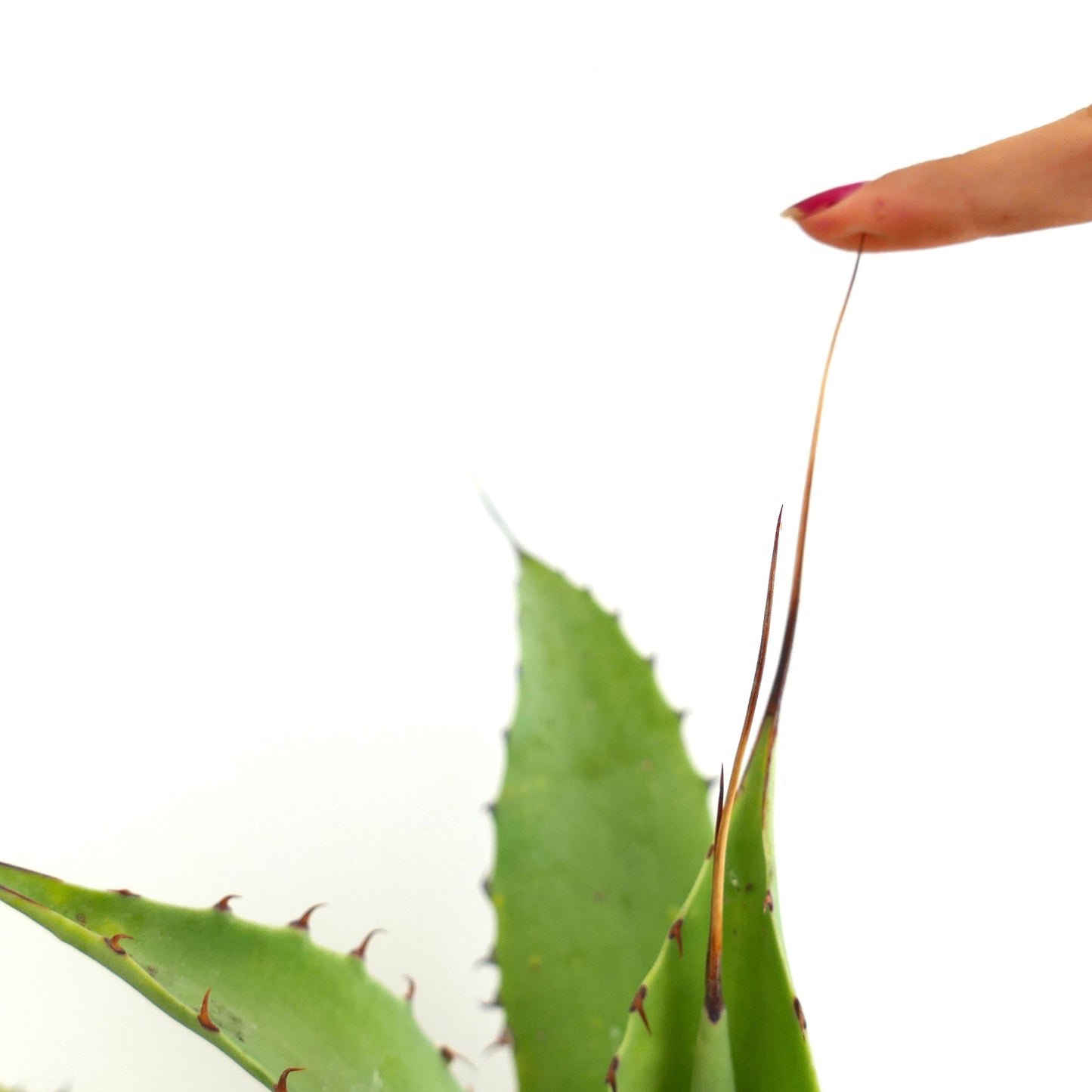 Agave verschaffeltii x utahensis eborispina succulent with long sharp spines and green fleshy leaves