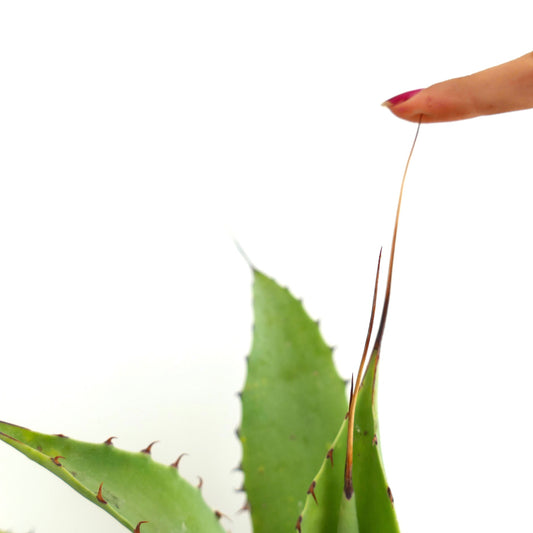 Agave verschaffeltii x utahensis eborispina suculenta con largas espinas afiladas y hojas carnosas verdes