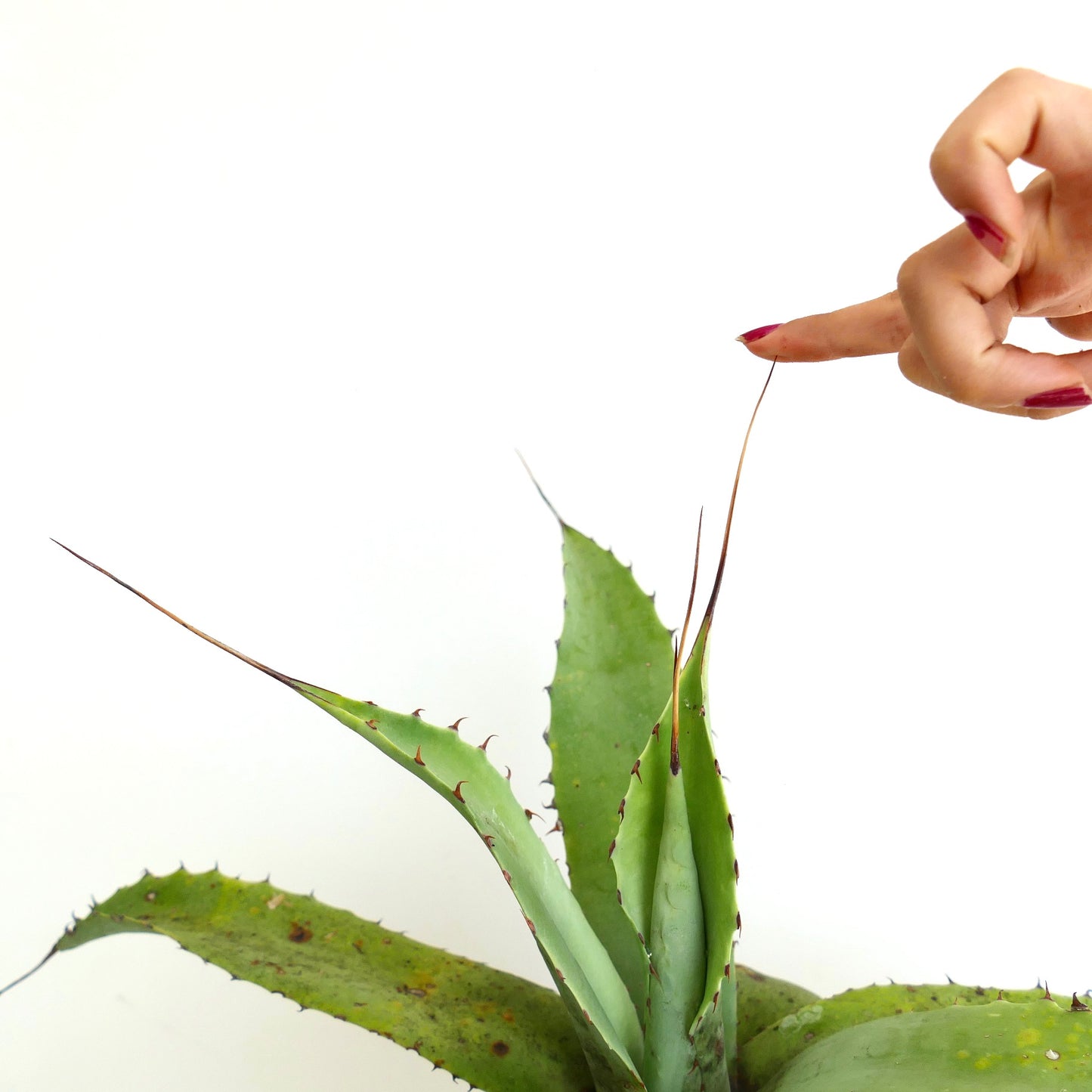 Agave verschaffeltii x utahensis eborispina succulent with long sharp spines and thick green leaves