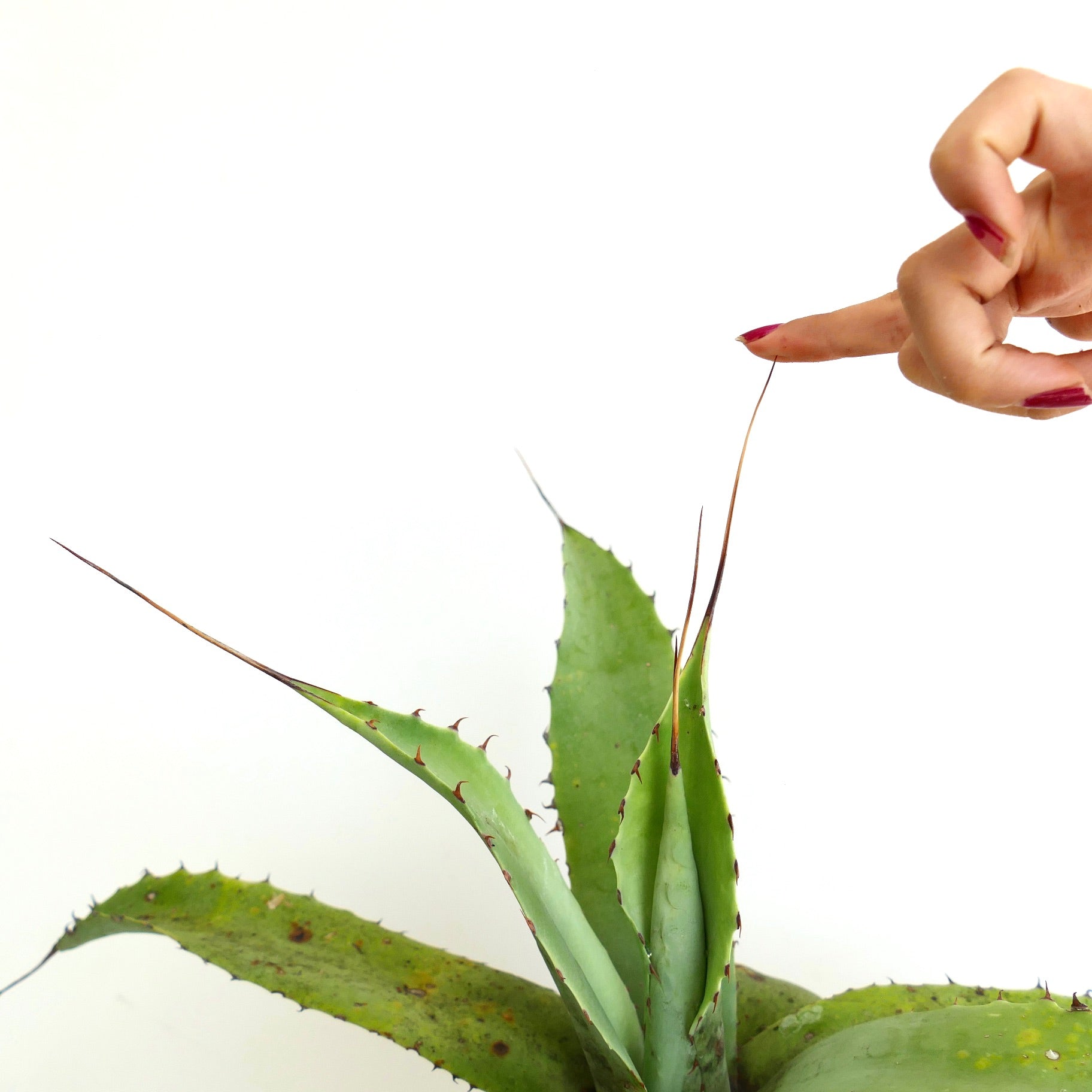 Agave verschaffeltii x utahensis eborispina succulent with long sharp spines and thick green leaves