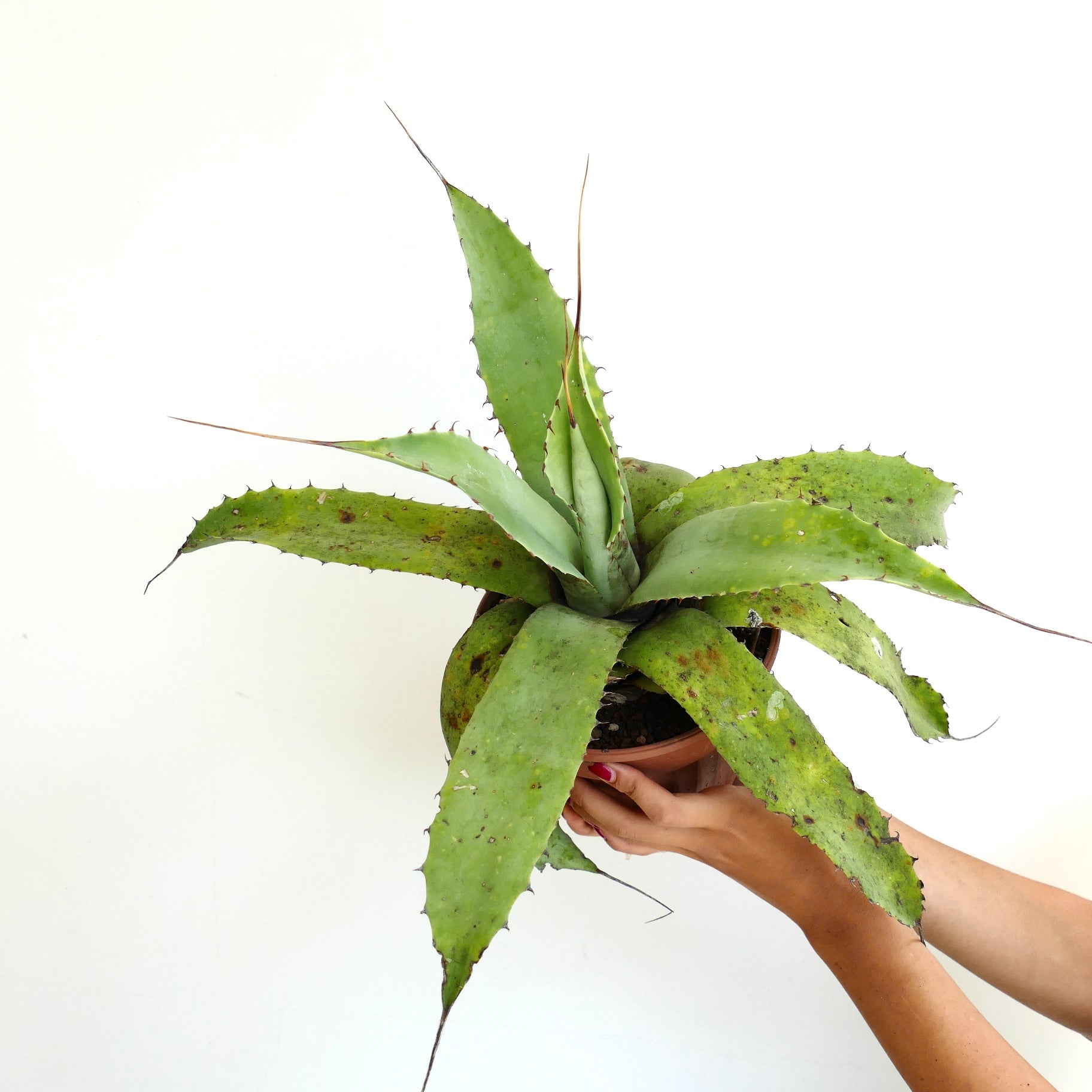 Agave verschaffeltii x utahensis eborispina succulent with long spines and broad green leaves in pot
