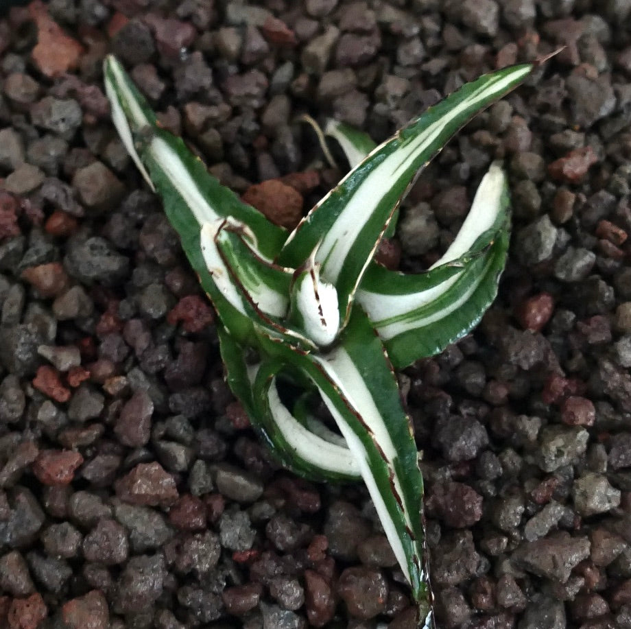 Agave victoriae-reginae succulent with white variegated leaves and sharp brown spines on rocky soil