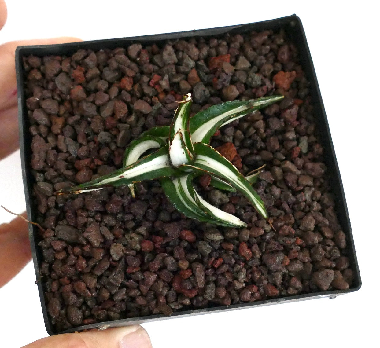 Agave victoriae-reginae succulent with white variegated thick leaves and sharp spines in pot