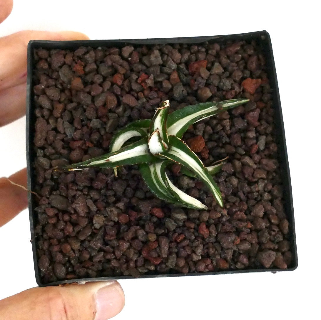 Agave victoriae-reginae succulent with white variegated leaves and sharp spines in small pot
