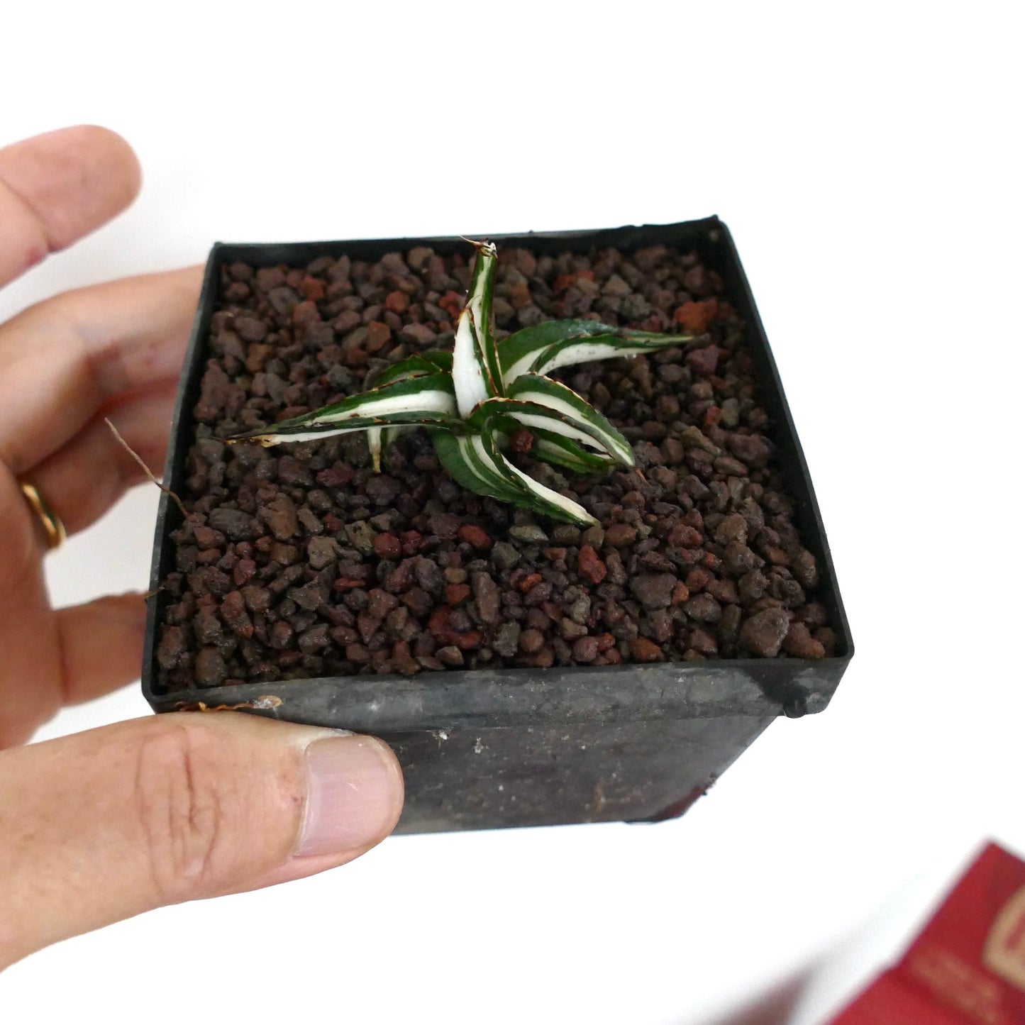 Agave victoriae-reginae small variegated succulent with white-striped thick leaves and sharp tips