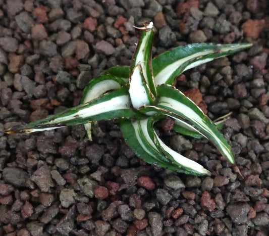 Agave victoriae-reginae succulent with white variegated leaves and sharp spines on rocky soil