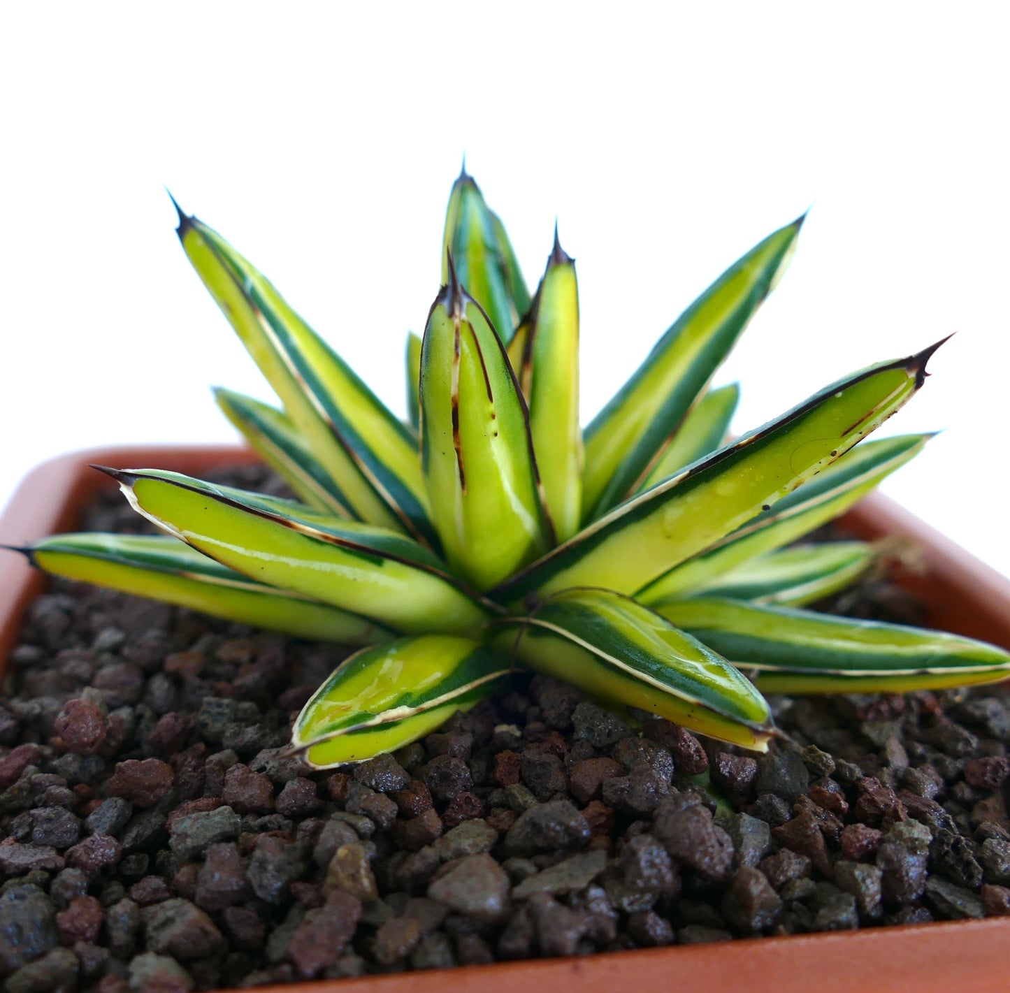 Agave victoriae-reginae variegata Sukkulente mit scharfen, dunklen Stacheln und gelb-grünen Blättern im Topf