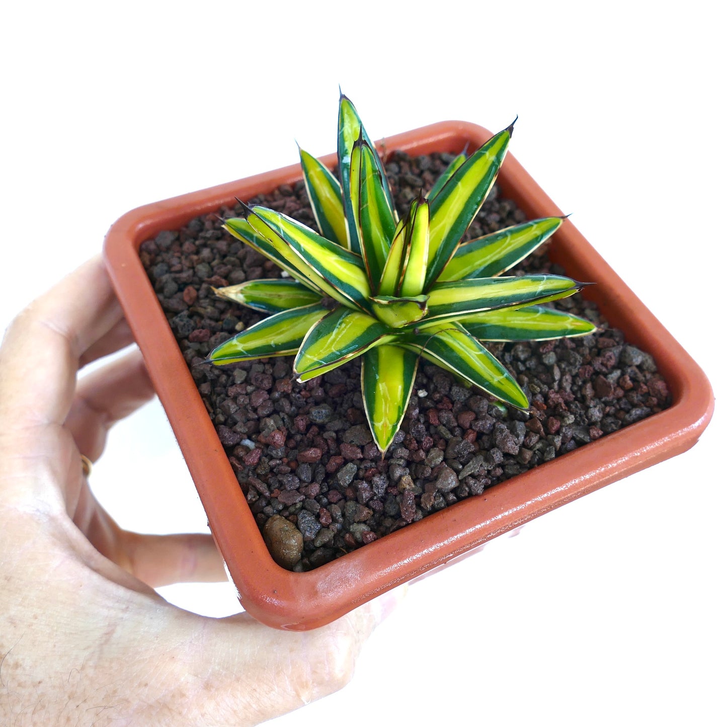 Agave victoriae-reginae variegata Sukkulente mit gelb gestreiften, dicken Blättern und scharfen Spitzen im Topf