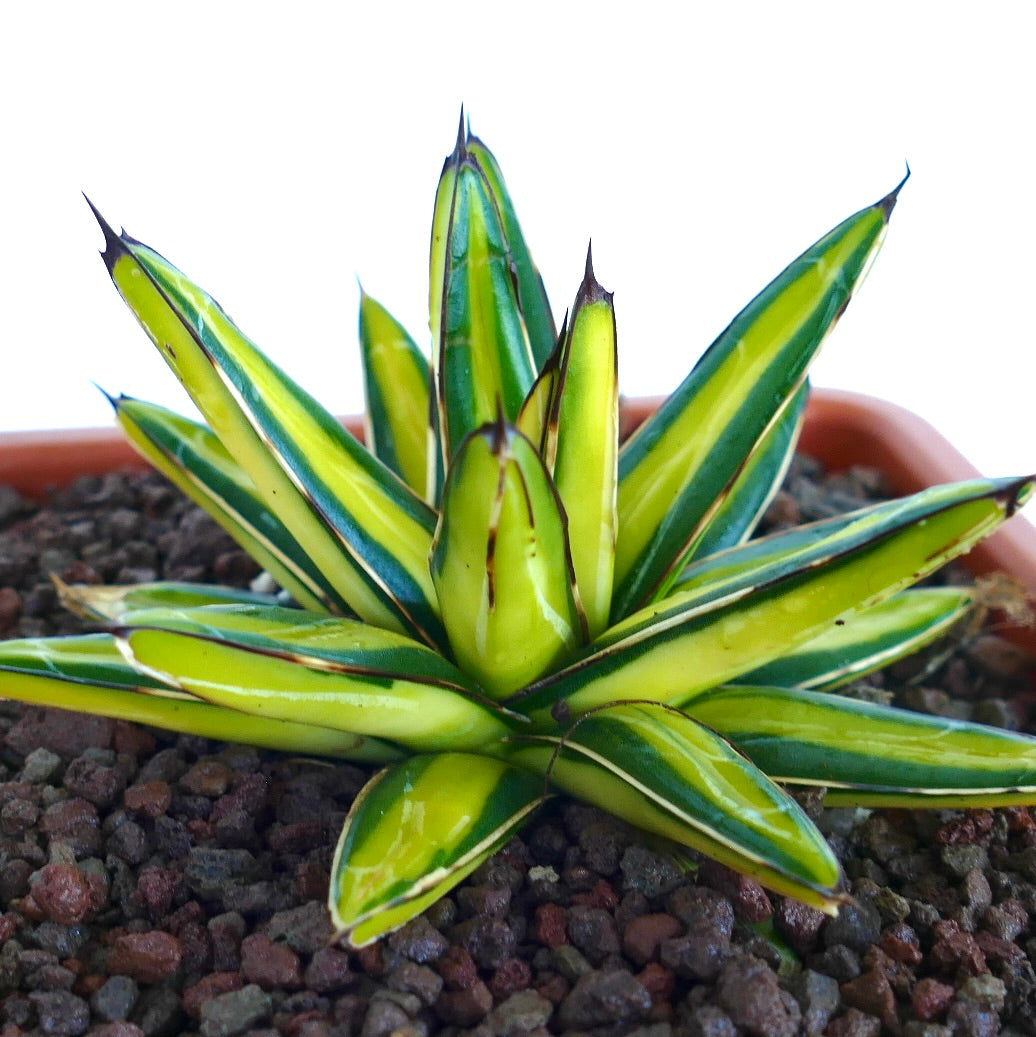Agave victoriae-reginae variegata Sukkulente mit gelben und grünen spitzen Blättern und dunklen Stacheln