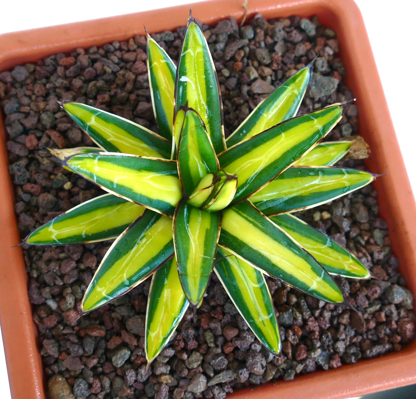 Variegate Agave victoriae-reginae Sukkulente mit gelben und grünen, spitzen Blättern im Topf