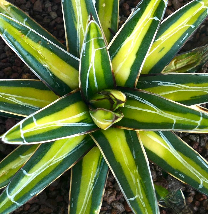 Agave victoriae-reginae variegated succulent with yellow and green striped leaves and white markings