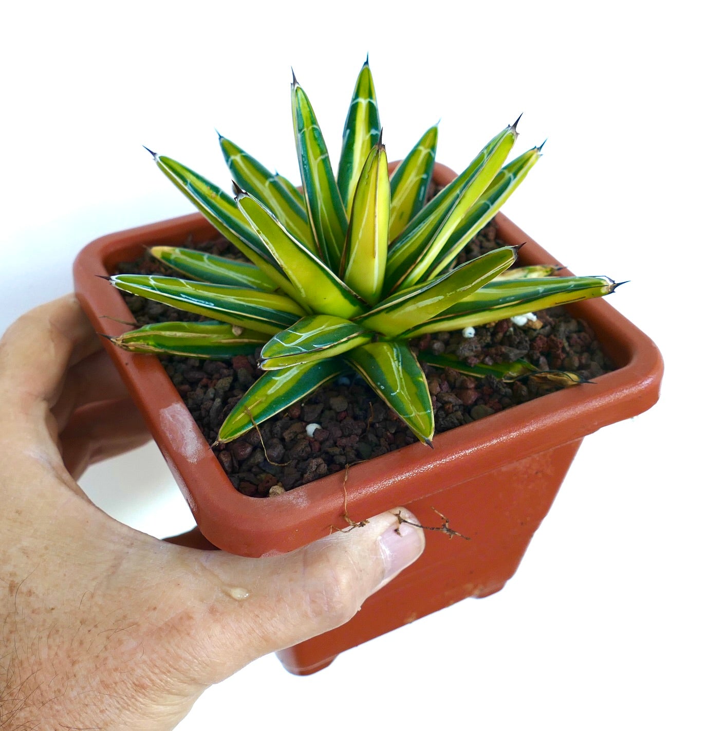 Agave victoriae-reginae variegated succulent with yellow and green pointed leaves in pot