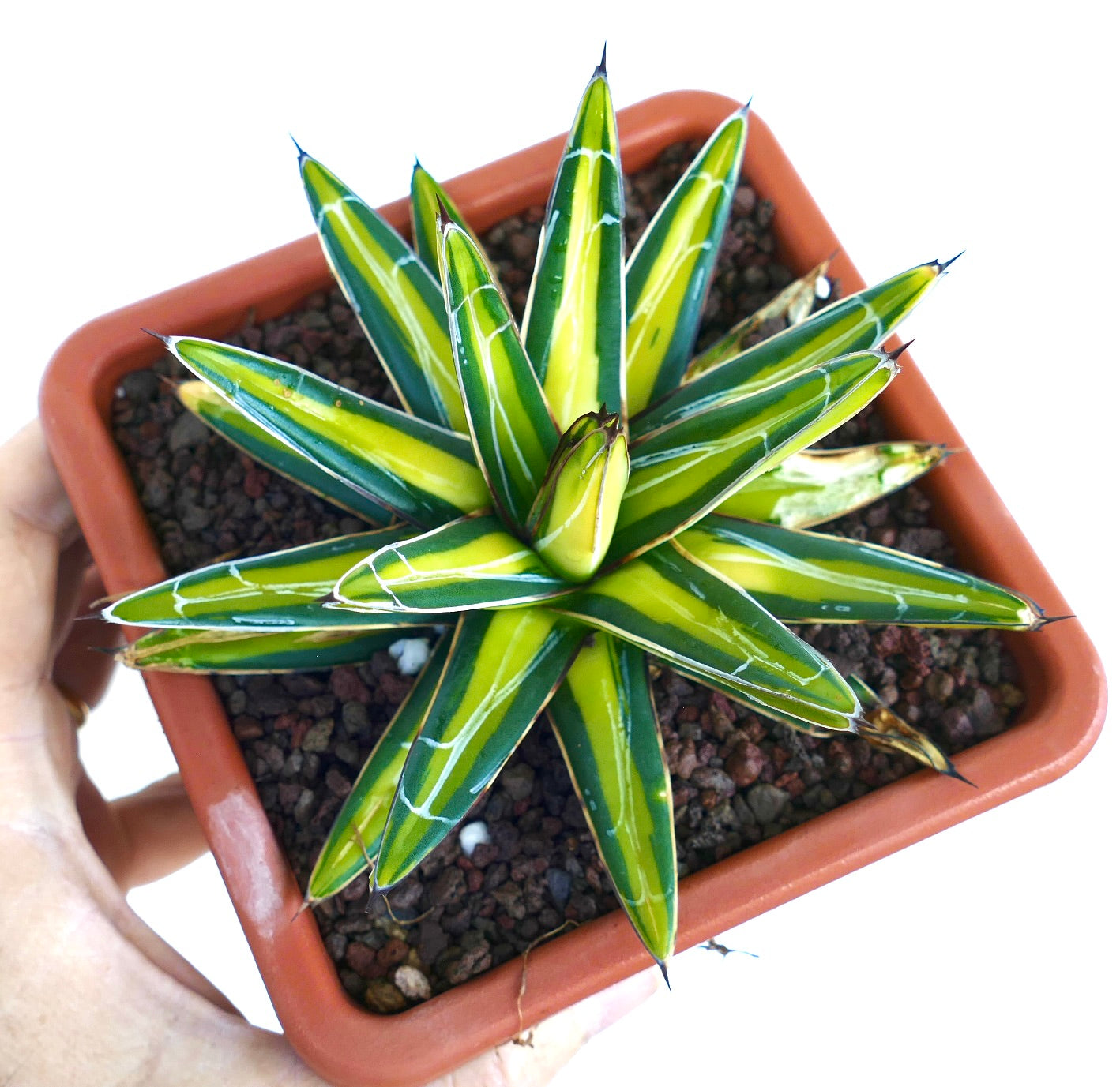 Agave victoriae-reginae variegated succulent with yellow and green pointed leaves in pot