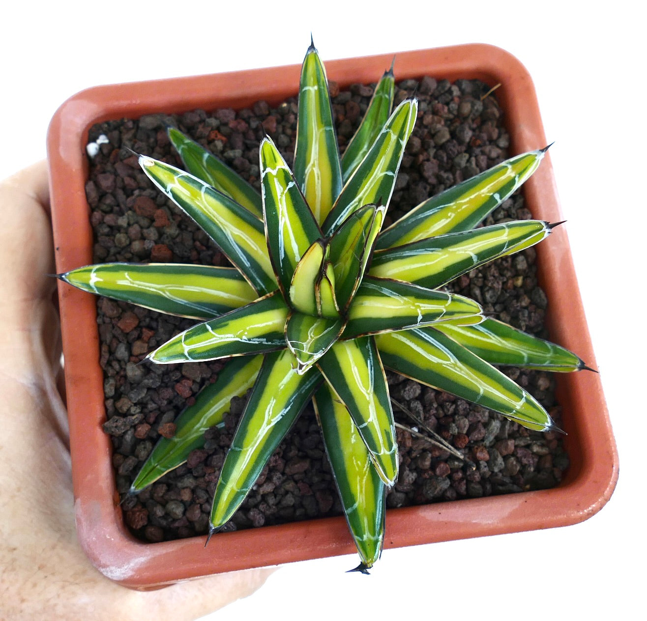 Agave victoriae-reginae MEDIOPICTA YELLOW variegated succulent with sharp spines and vibrant yellow-green leaves