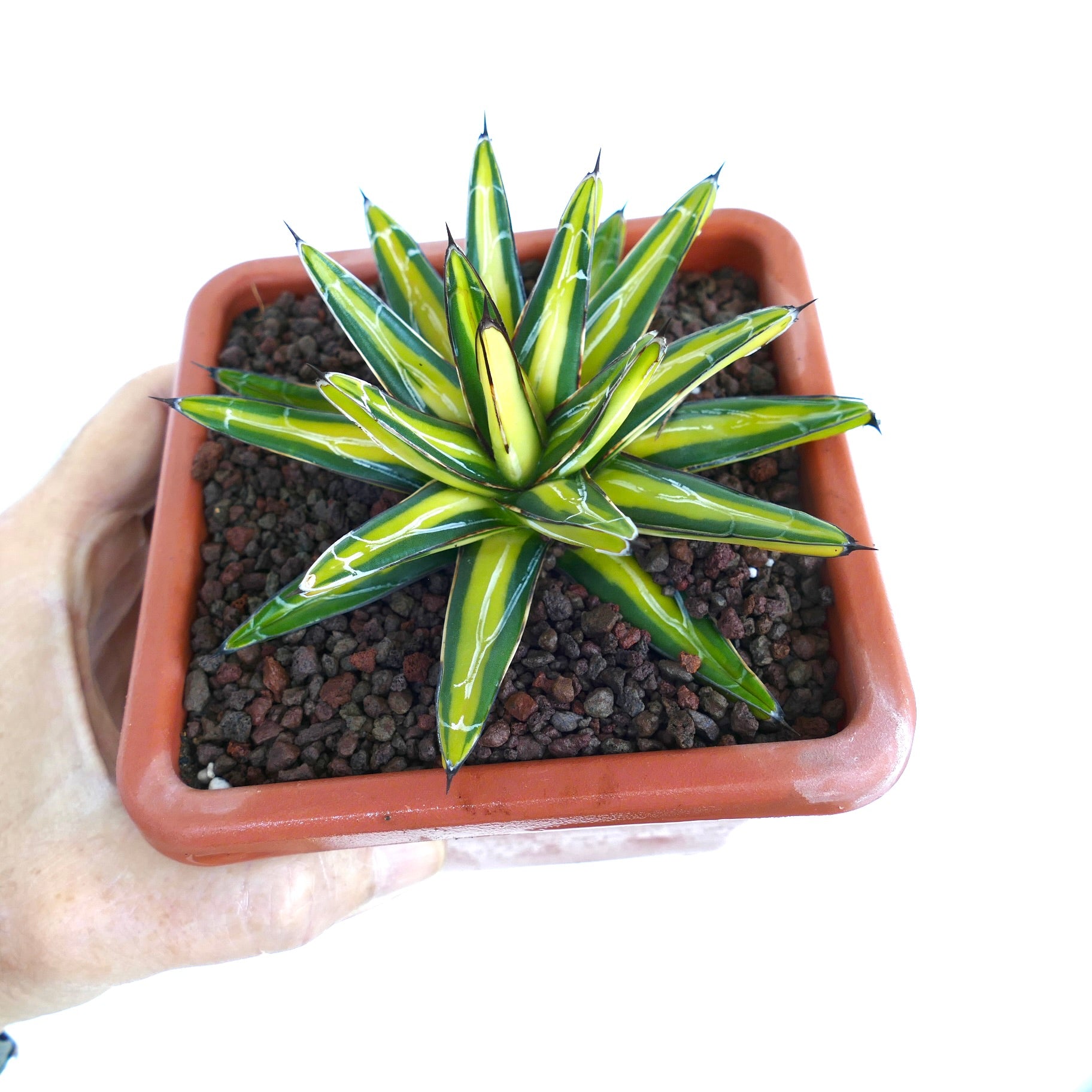Agave victoriae-reginae variegated succulent with yellow-striped sharp pointed leaves in pot
