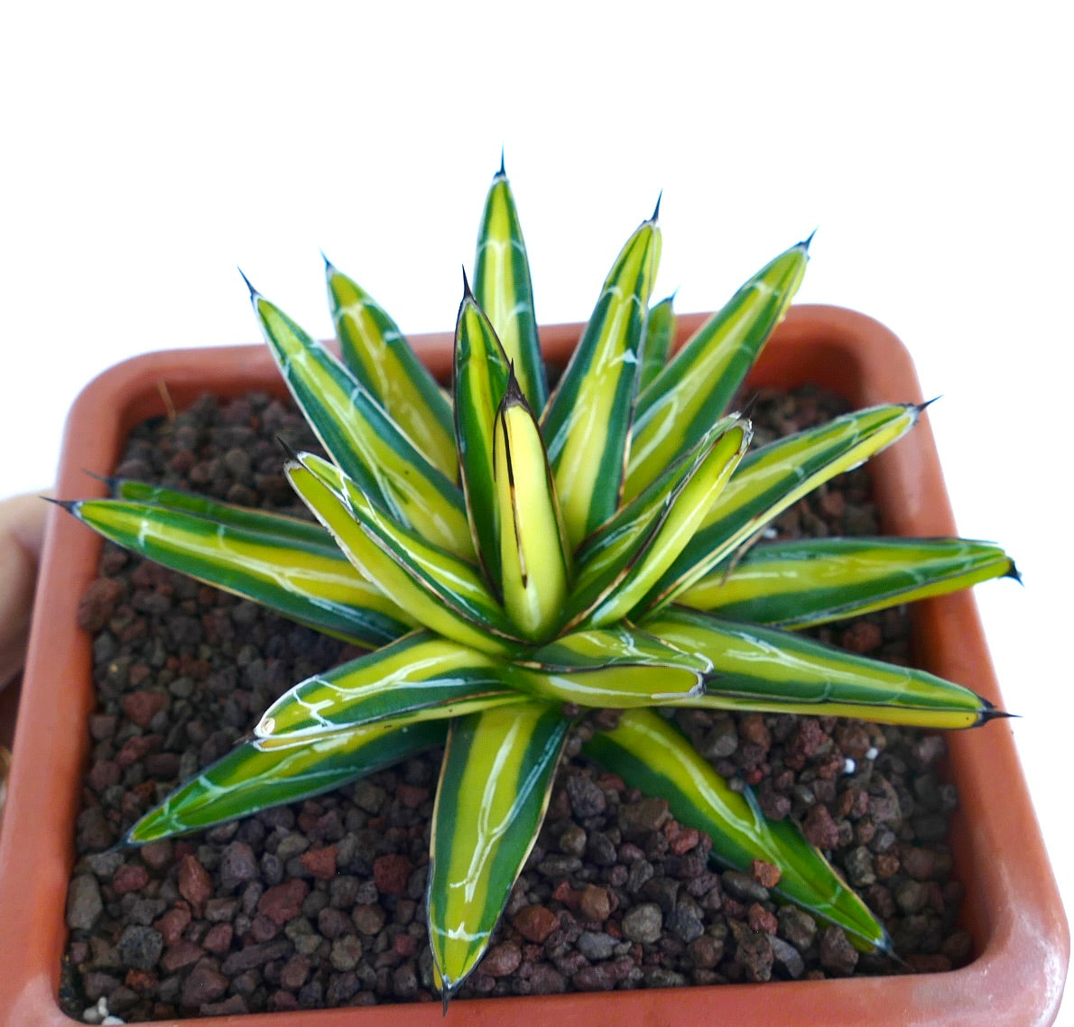 Agave victoriae-reginae variegated succulent with yellow and green striped leaves and sharp tips
