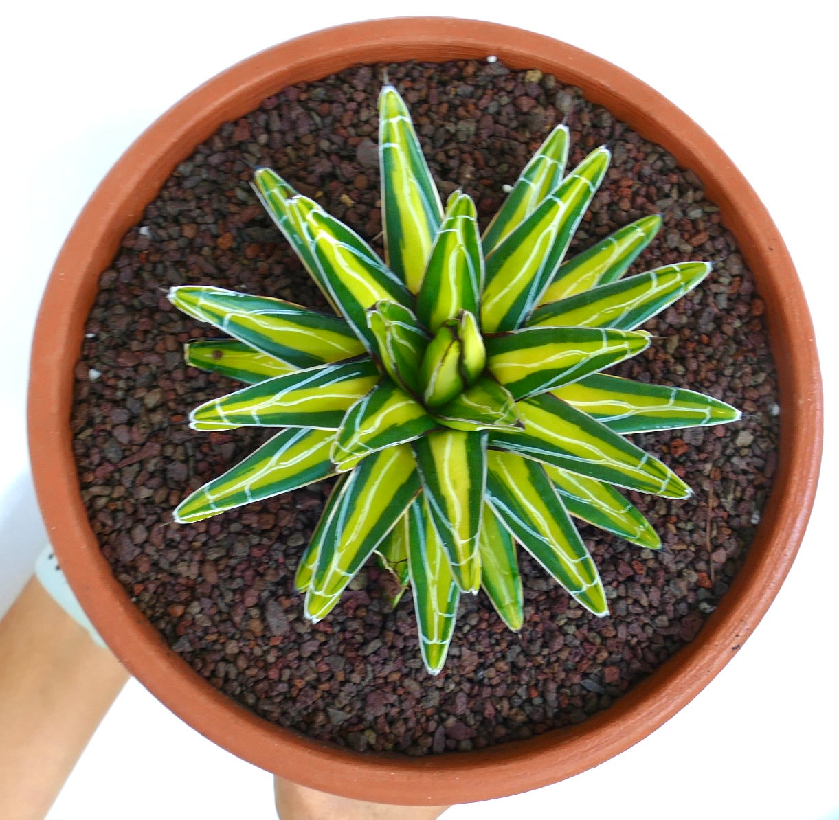 Agave victoriae-reginae MEDIOPICTA suculenta variegada amarilla con hojas afiladas bordeadas de blanco en maceta