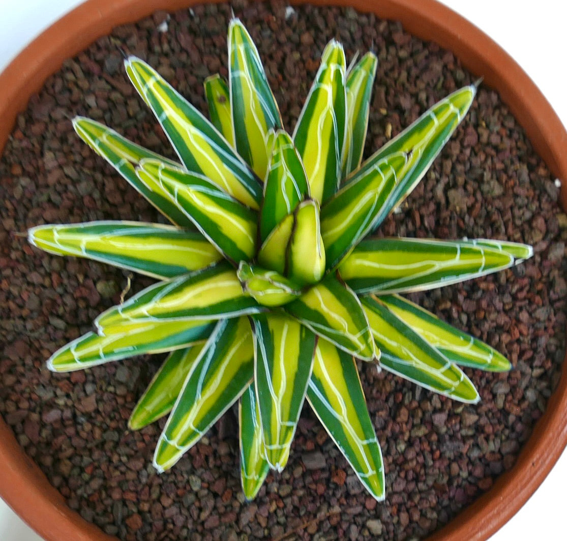 Agave victoriae-reginae suculenta variada con hojas gruesas puntiagudas y marcas blancas