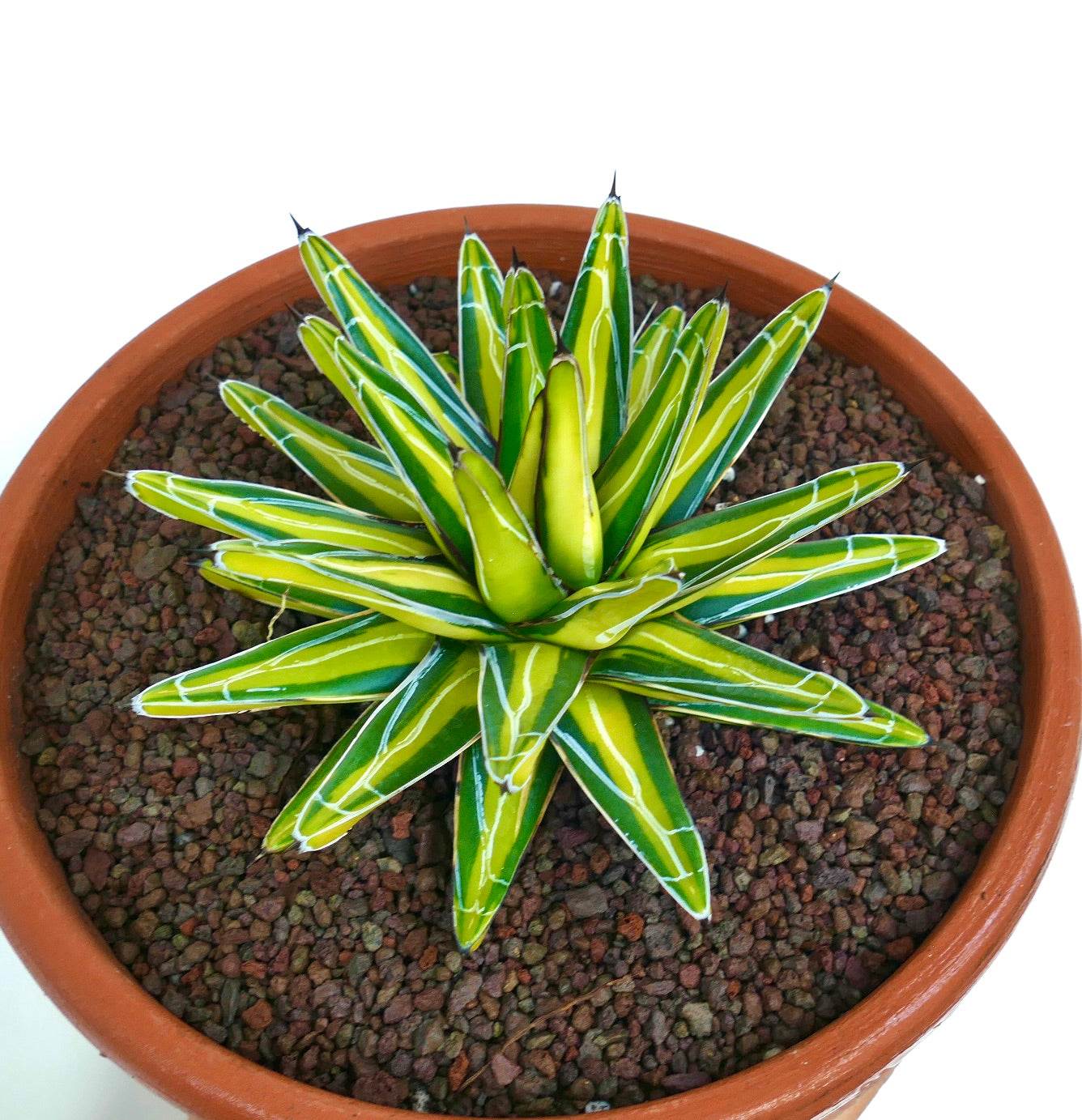 Agave victoriae-reginae suculenta con hojas puntiagudas variegadas en amarillo y verde en maceta de terracota
